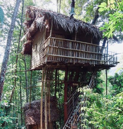 Rainforest Tree House